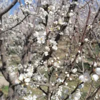 360-متر-باغچه-چهاردیواری-سندتکبرگ-ابراهیم-آباد