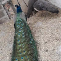 طاووس بالغ تخمگذار