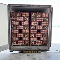 استخدام خانوم برای سورتینگ و سوله