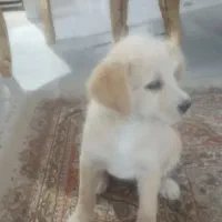 توله سگ|سگ|نورآباد ممسنی, |دیوار