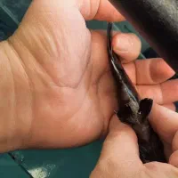 تایگر سوماترا