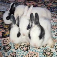 معاوضه با خرگوش یا عروس هلندی انواع سنگ