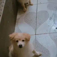 یک عددتوله سگ ماده اشپیتز