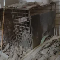 قفس مرغ-پرنده