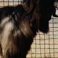 بیگ تخمی فروشی