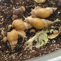 ۲۰۰ تا حلزون آلبینو و آچاتینا وارداتی طبی