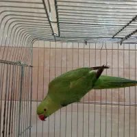 پرنده ملنگو