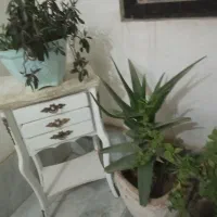 گل طبیعی|گل و گیاه طبیعی|محمدشهر, محمدشهر|دیوار