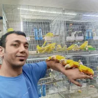 طوطی راهب گرینچیک ملنگو عروس هلندی