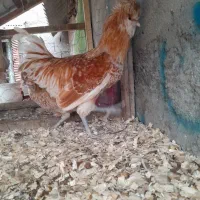 پولند بوف|حیوانات مزرعه|فومن, |دیوار