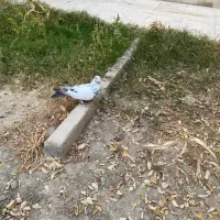 کفتر سوسکی|پرنده|فردیس, فردیس|دیوار