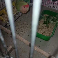 یک جفت کوتوله مولد|پرنده|خمینیشهر, |دیوار