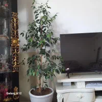 گل طبیعی فروشی