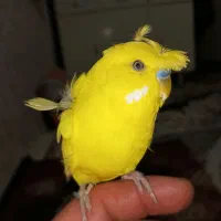 مرغ عشق کاکلی سخنگو 20کلمه معاوضه با قناری مولد