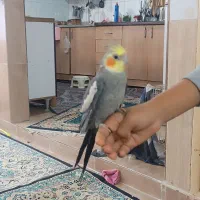 جفت عروس هلندی دستی|پرنده|مشهد, قائم|دیوار