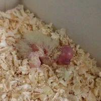 جوجه عروس هلندی