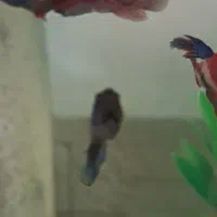 ۵ عدد فایتر جوان|ماهی|ارومیه, |دیوار