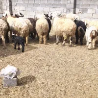 فروش میش بره دار بره کلر|حیوانات مزرعه|ارسنجان, |دیوار