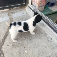 سگ پاکوتاه|سگ|مشهد, پورسینا|دیوار