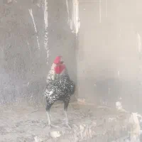 خروس مینیاتوری