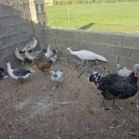 بوقلمون.غاز.برهما|پرنده|شیراز, آزادگان|دیوار