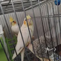 عروس هلندی|پرنده|گیان, |دیوار