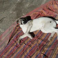 فوری اگذاری توله سگ باوفا رایگان