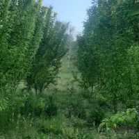 فروش زمین ۱۴۸متری در سوستان زیبا