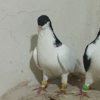 کبوتر رنگی ماده