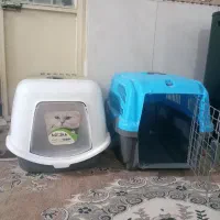 گربه پرشین|گربه|مشهد, بهمن|دیوار