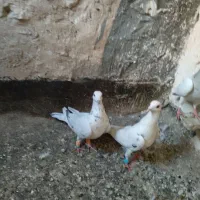 کبوتر سار