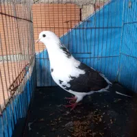 کبوتر ماده پشتار به شرط فقد تماس .300