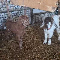 یک عدد بز ماده آوستن|حیوانات مزرعه|محمدشهر, ولدآباد|دیوار