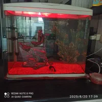 اکواریوم ماهیران