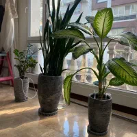 گلدان سانسوریا-زاموفیلیا-دیفن