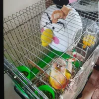 طوطی گیرینچیک|پرنده|تهران, دهقان|دیوار