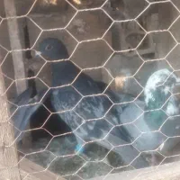 کفتر بوم|پرنده|مشهد, نوید|دیوار