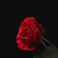 شمع گوش