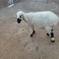 گوسفندماده|حیوانات مزرعه|کرباسک, |دیوار