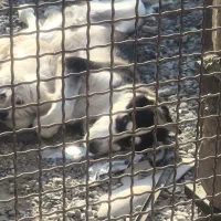 سگ هاسکی|سگ|فیروزآباد (فارس), |دیوار