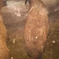 بره ماده افشار