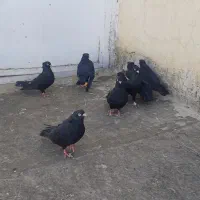 زاغ ابادانی