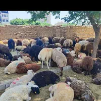 گوسفند زنده حیدر آباد ظفر یاس جواد آباد شکم خالی|حیوانات مزرعه|کرج, حیدرآباد|دیوار