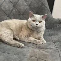 گربه بریتیش لیلاک|گربه|قم, بنیاد|دیوار