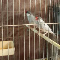 فنچ نرگسی و گلوبریده