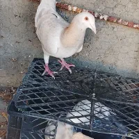 دوعدد کبوتر