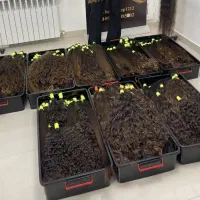 خریدار اصلی موی بانوان (زیبایی بانوعبدی)