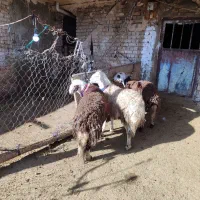 بره قوچای پلنگی و افشاری|حیوانات مزرعه|بروجرد, |دیوار