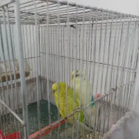 یک جفت مرغ عشق و سه جوجه|پرنده|مشهد, امام خمینی|دیوار