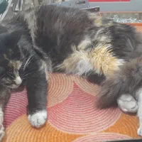 واگزاری گربه